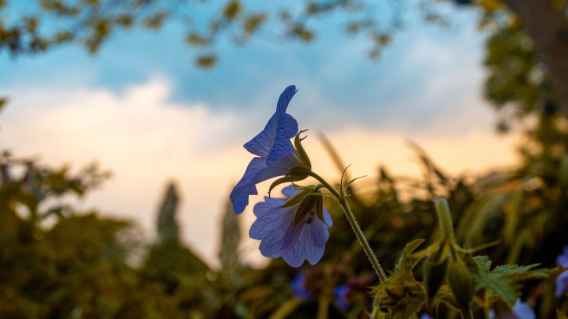 blue flowered plant